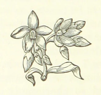 An illustration from Cyrilla, a tale, 1872, leaf 134