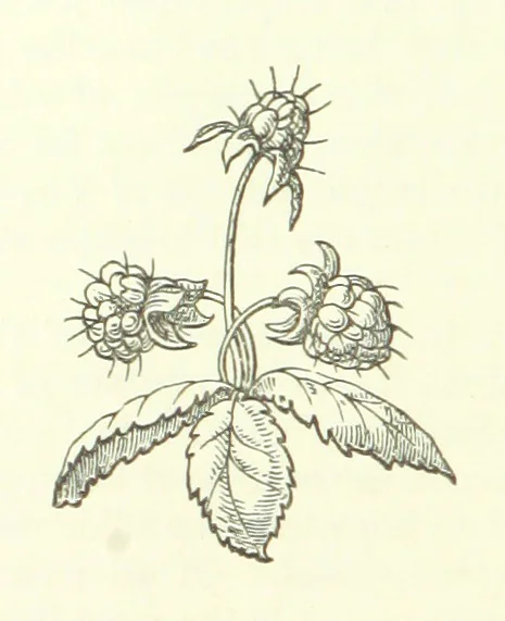 An illustration from Cyrilla, a tale, 1872, leaf 152