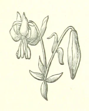 An illustration from Cyrilla, a tale, 1872, leaf 347