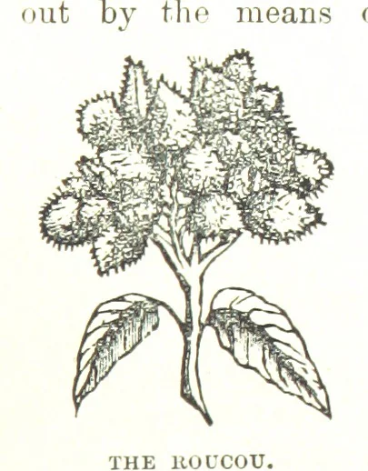 An illustration from Leaflets from the Danish West Indies: descriptive of the social, political and commercial condition of these Islands ... With a portrait of the author and a biographical sketch, ... by P. Linet, 1888, leaf 135