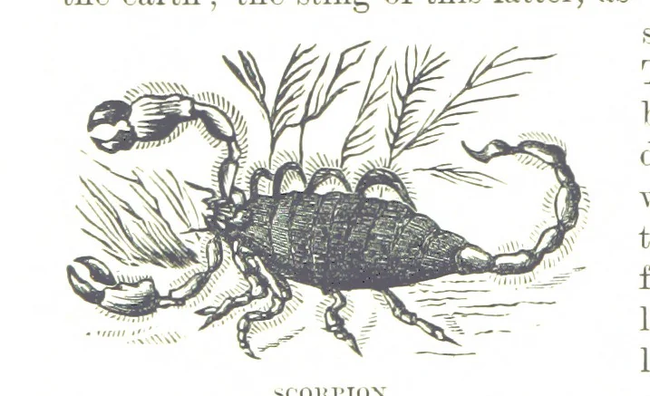 An illustration from Leaflets from the Danish West Indies: descriptive of the social, political and commercial condition of these Islands ... With a portrait of the author and a biographical sketch, ... by P. Linet, 1888, leaf 214