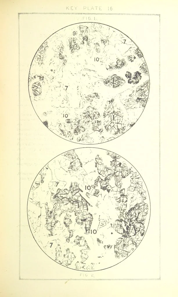 An illustration from British Petrography: with special reference to the igneous rocks. With ... plates. (Glossary of terms used in describing Rocks By F. H. Hatch.), 1888, leaf 527