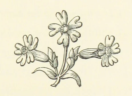 An illustration from The Works of Alfred Tennyson, etc, 1872, leaf 201