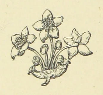 An illustration from The Works of Alfred Tennyson, 1877, leaf 118