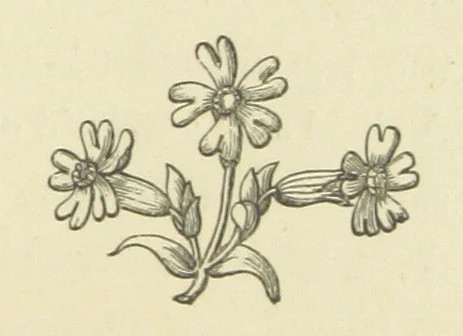 An illustration from The Works of Alfred Tennyson, 1877, leaf 203