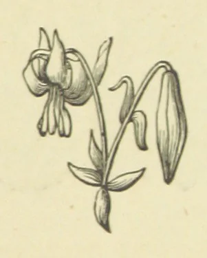 An illustration from The Works of Alfred Tennyson, 1877, leaf 23