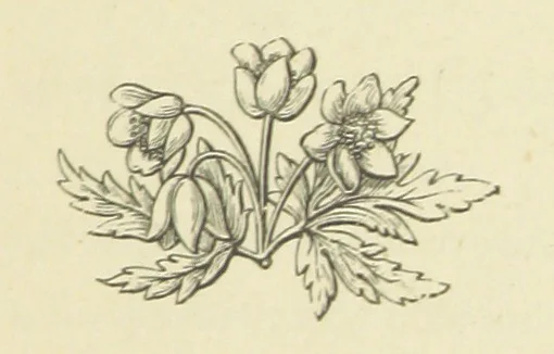 An illustration from The Works of Alfred Tennyson, 1877, leaf 341