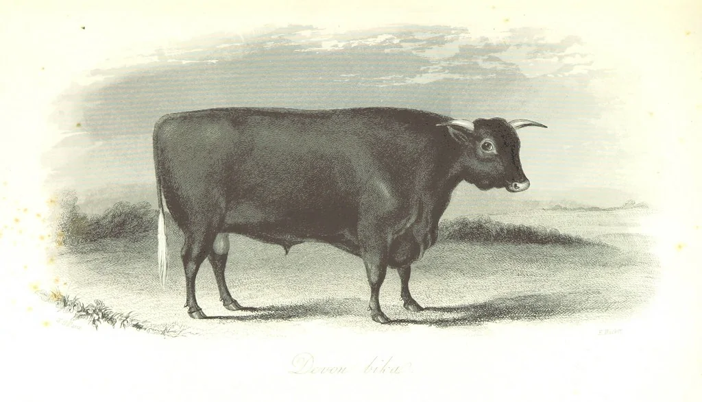 An illustration from Angol-Skóthoni napló 1858 és 1859 évekről, 1859, leaf 405