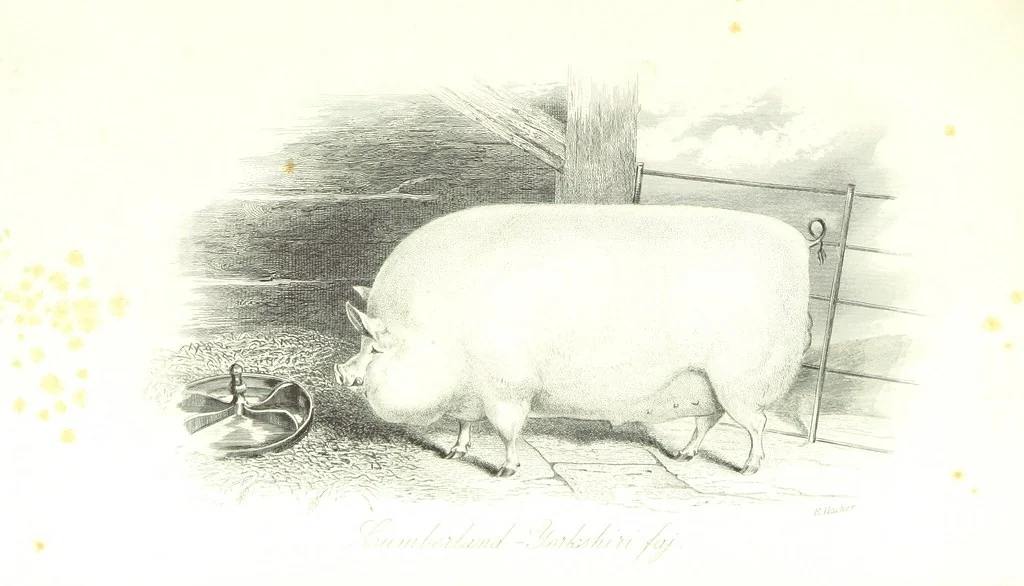 An illustration from Angol-Skóthoni napló 1858 és 1859 évekről, 1859, leaf 407
