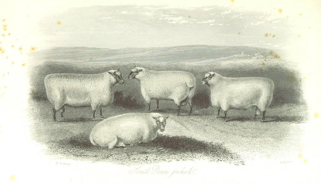 An illustration from Angol-Skóthoni napló 1858 és 1859 évekről, 1859, leaf 409