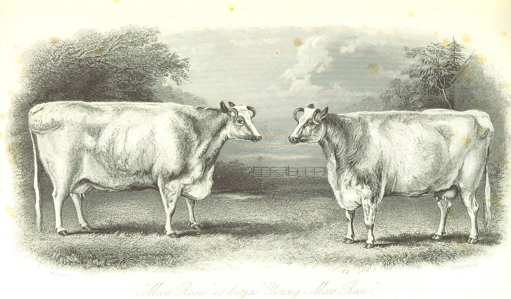 An illustration from Angol-Skóthoni napló 1858 és 1859 évekről, 1859, leaf 411