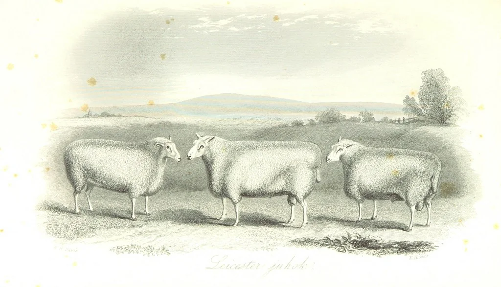 An illustration from Angol-Skóthoni napló 1858 és 1859 évekről, 1859, leaf 415