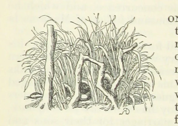 An illustration from The Oxford Thackeray. With illustrations. [Edited with introductions by George Saintsbury, leaf 447