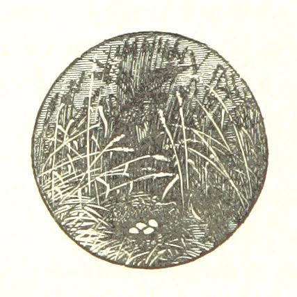 An illustration from The Poetical Works of James Thomson, James Beattie, Gilbert West and John Bampfylde ... New edition, 1878, leaf 320