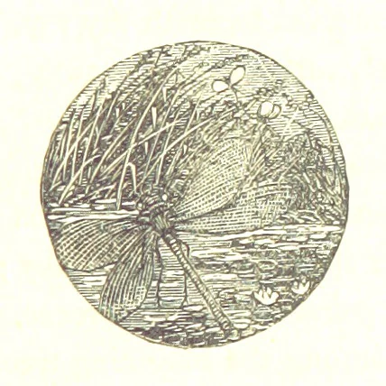 An illustration from The Poetical Works of James Thomson, James Beattie, Gilbert West and John Bampfylde ... New edition, 1878, leaf 495