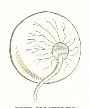 An illustration from To India and back by the Cape. By a Traveller. With numerous drawings on wood and stone by J. C. Anderson, from sketches by the author and others, 1895, leaf 104