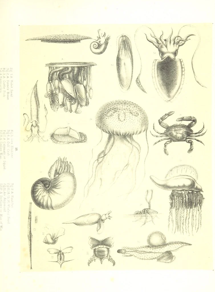 An illustration from To India and back by the Cape. By a Traveller. With numerous drawings on wood and stone by J. C. Anderson, from sketches by the author and others, 1895, leaf 107