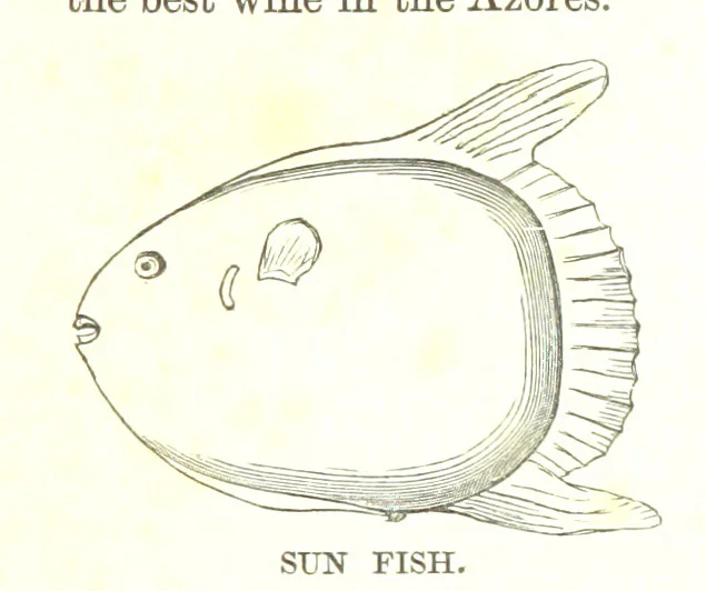 An illustration from To India and back by the Cape. By a Traveller. With numerous drawings on wood and stone by J. C. Anderson, from sketches by the author and others, 1895, leaf 109