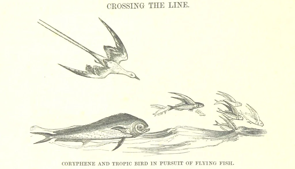 An illustration from To India and back by the Cape. By a Traveller. With numerous drawings on wood and stone by J. C. Anderson, from sketches by the author and others, 1895, leaf 24