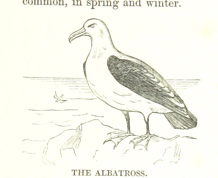 An illustration from To India and back by the Cape. By a Traveller. With numerous drawings on wood and stone by J. C. Anderson, from sketches by the author and others, 1895, leaf 85