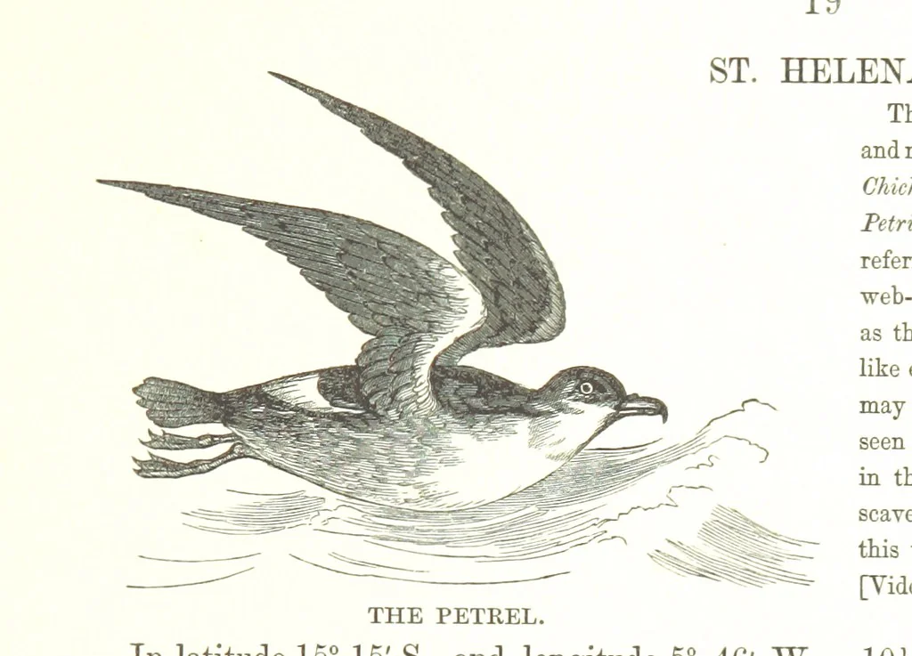An illustration from To India and back by the Cape. By a Traveller. With numerous drawings on wood and stone by J. C. Anderson, from sketches by the author and others, 1895, leaf 91