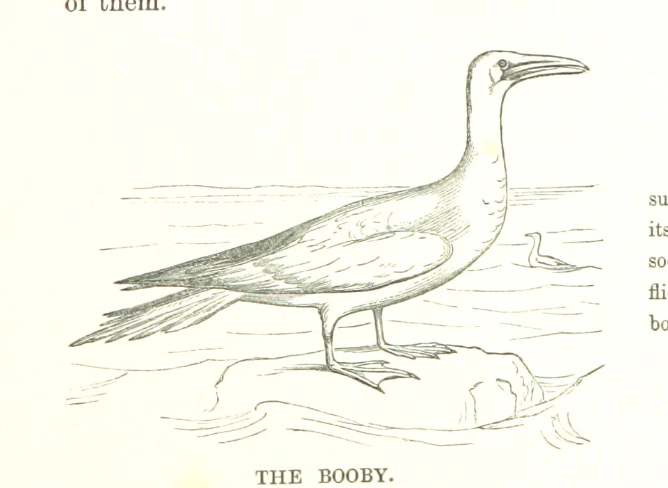 An illustration from To India and back by the Cape. By a Traveller. With numerous drawings on wood and stone by J. C. Anderson, from sketches by the author and others, 1895, leaf 97
