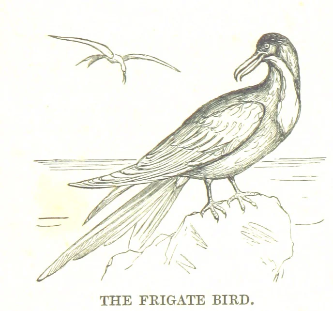 An illustration from To India and back by the Cape. By a Traveller. With numerous drawings on wood and stone by J. C. Anderson, from sketches by the author and others, 1895, leaf 98