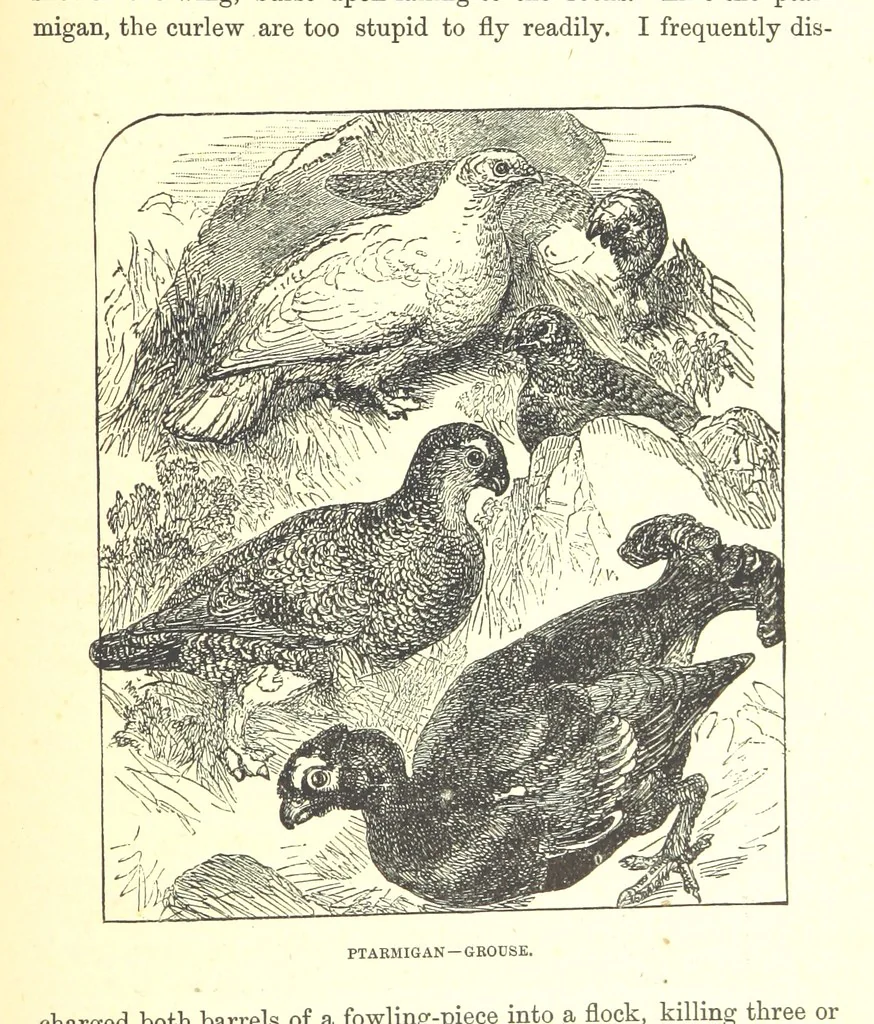 An illustration from Our North Land: being a full account of the Canadian North-West and Hudson's Bay Route, together with a narrative of the experiences of the Hudson's Bay Expedition of 1884 ... Illustrated, etc, 1885, leaf 195