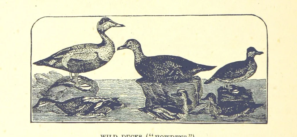 An illustration from Our North Land: being a full account of the Canadian North-West and Hudson's Bay Route, together with a narrative of the experiences of the Hudson's Bay Expedition of 1884 ... Illustrated, etc, 1885, leaf 196