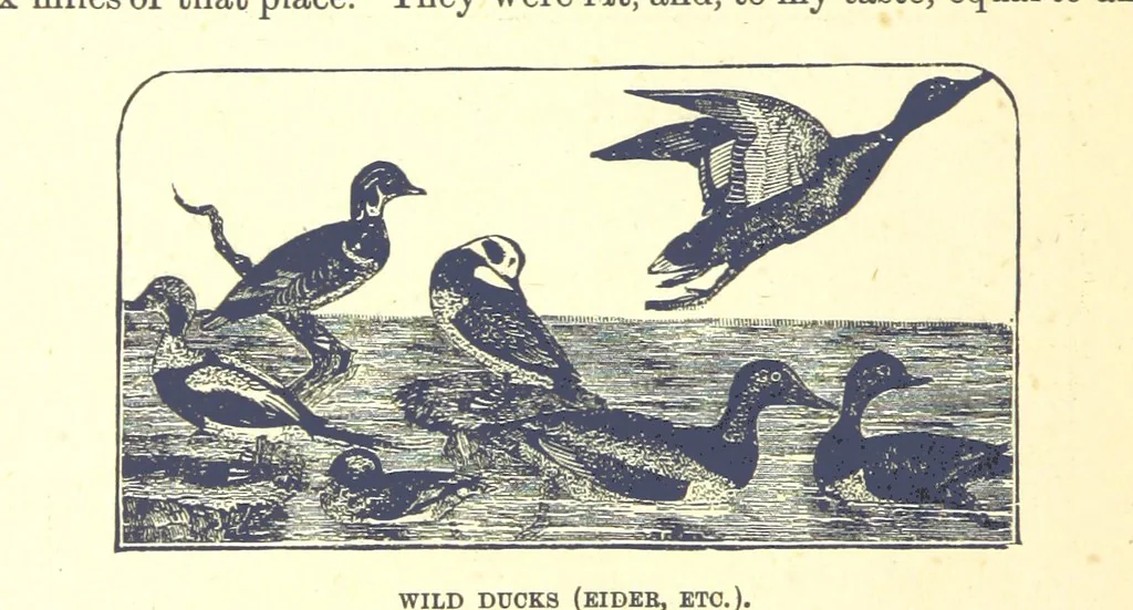 An illustration from Our North Land: being a full account of the Canadian North-West and Hudson's Bay Route, together with a narrative of the experiences of the Hudson's Bay Expedition of 1884 ... Illustrated, etc, 1885, leaf 196