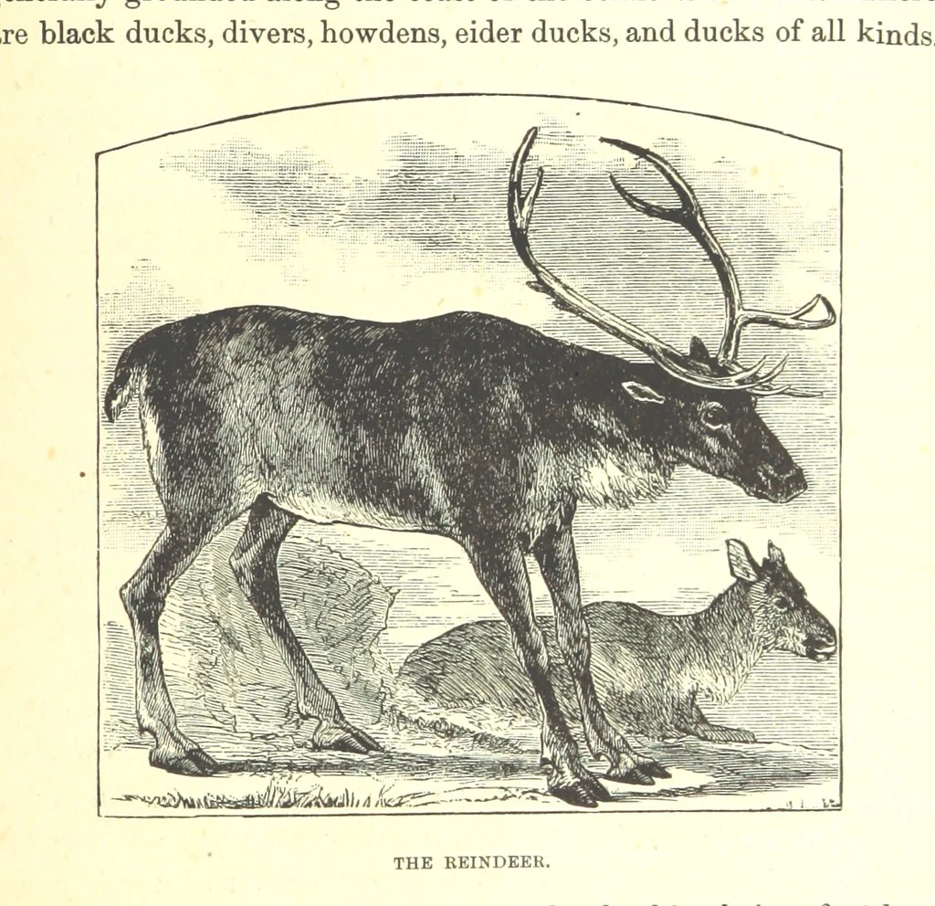 An illustration from Our North Land: being a full account of the Canadian North-West and Hudson's Bay Route, together with a narrative of the experiences of the Hudson's Bay Expedition of 1884 ... Illustrated, etc, 1885, leaf 197