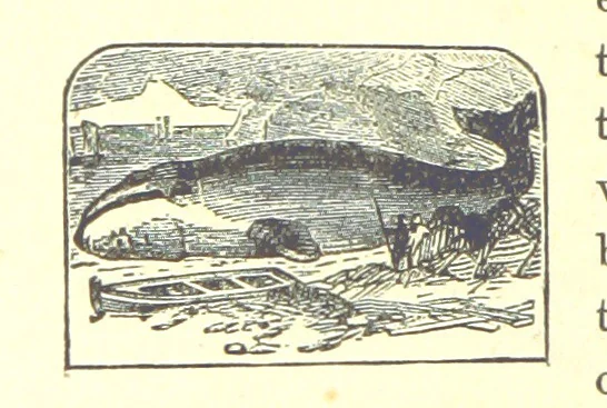 An illustration from Our North Land: being a full account of the Canadian North-West and Hudson's Bay Route, together with a narrative of the experiences of the Hudson's Bay Expedition of 1884 ... Illustrated, etc, 1885, leaf 202