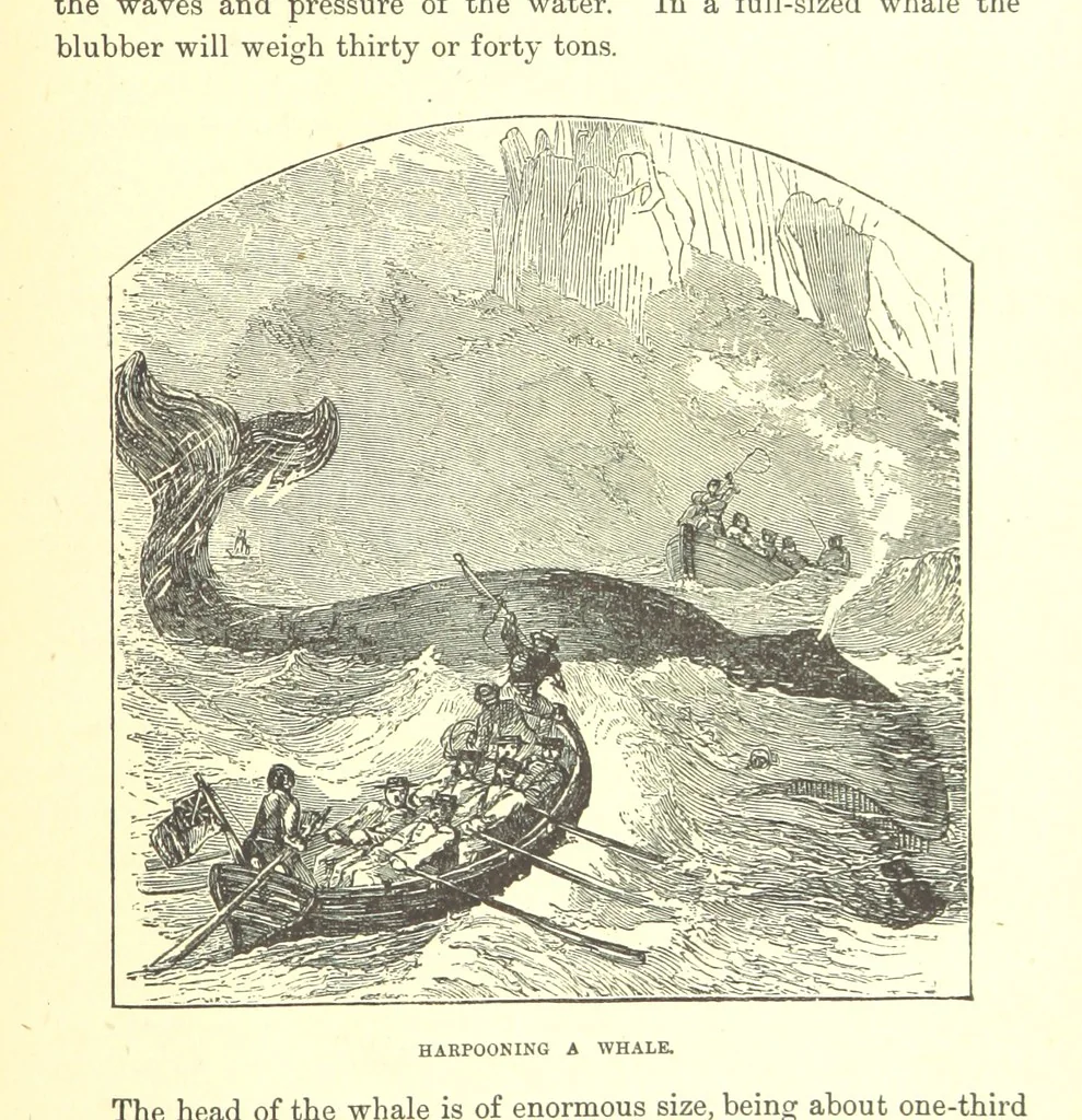 An illustration from Our North Land: being a full account of the Canadian North-West and Hudson's Bay Route, together with a narrative of the experiences of the Hudson's Bay Expedition of 1884 ... Illustrated, etc, 1885, leaf 203