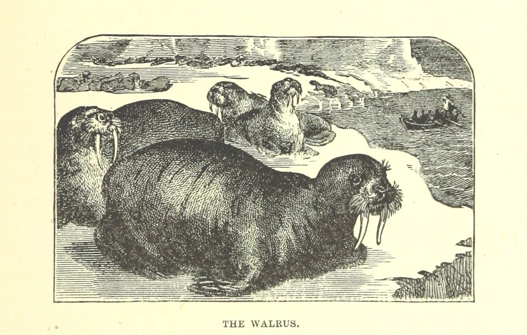 An illustration from Our North Land: being a full account of the Canadian North-West and Hudson's Bay Route, together with a narrative of the experiences of the Hudson's Bay Expedition of 1884 ... Illustrated, etc, 1885, leaf 211