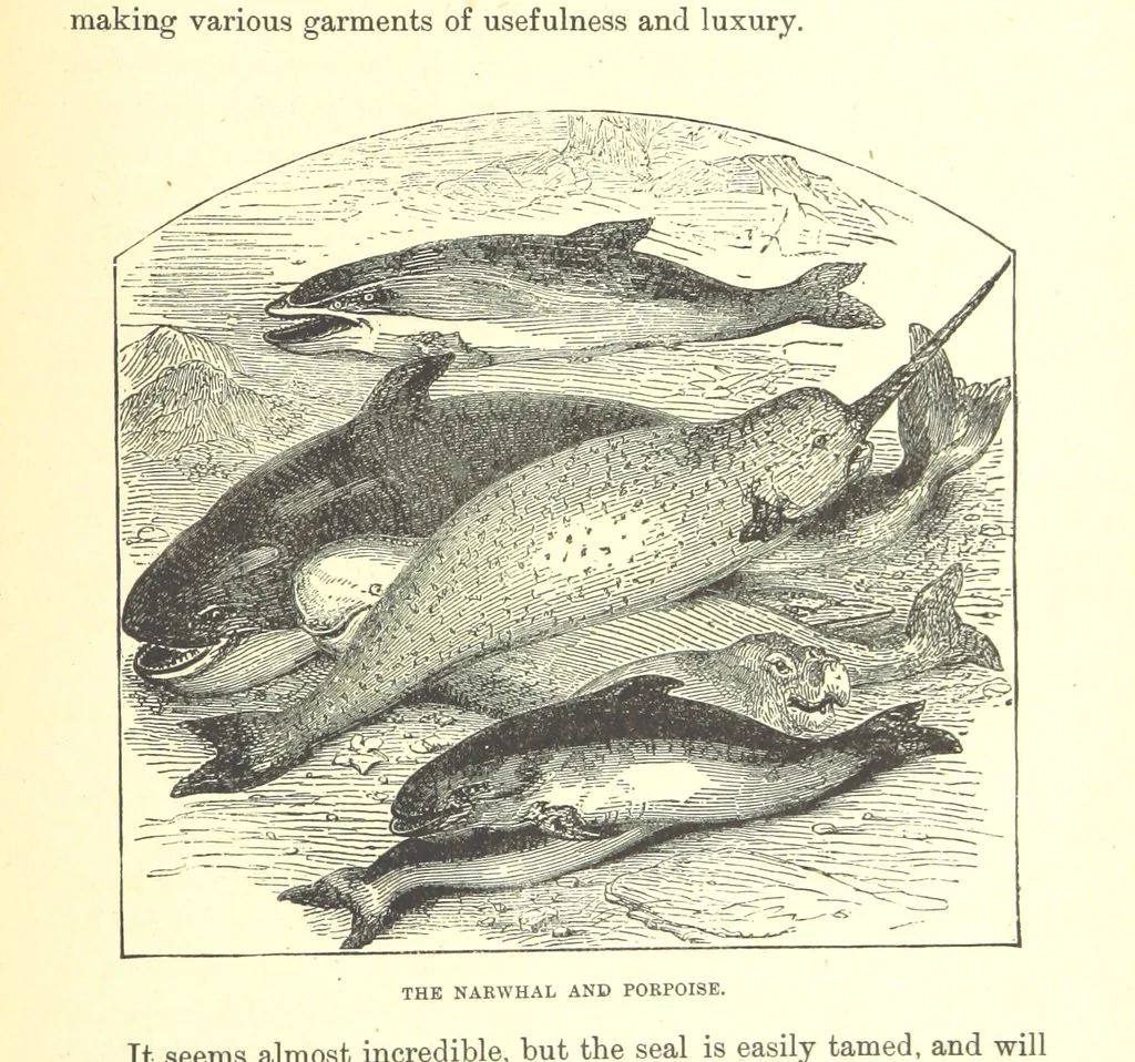 An illustration from Our North Land: being a full account of the Canadian North-West and Hudson's Bay Route, together with a narrative of the experiences of the Hudson's Bay Expedition of 1884 ... Illustrated, etc, 1885, leaf 213