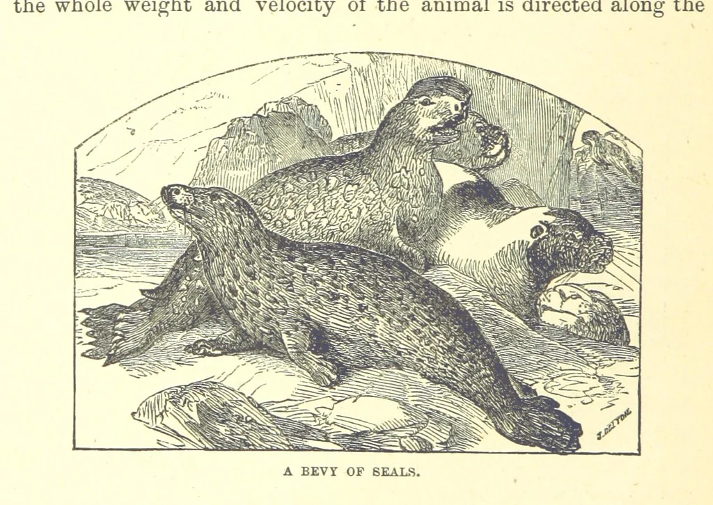 An illustration from Our North Land: being a full account of the Canadian North-West and Hudson's Bay Route, together with a narrative of the experiences of the Hudson's Bay Expedition of 1884 ... Illustrated, etc, 1885, leaf 214