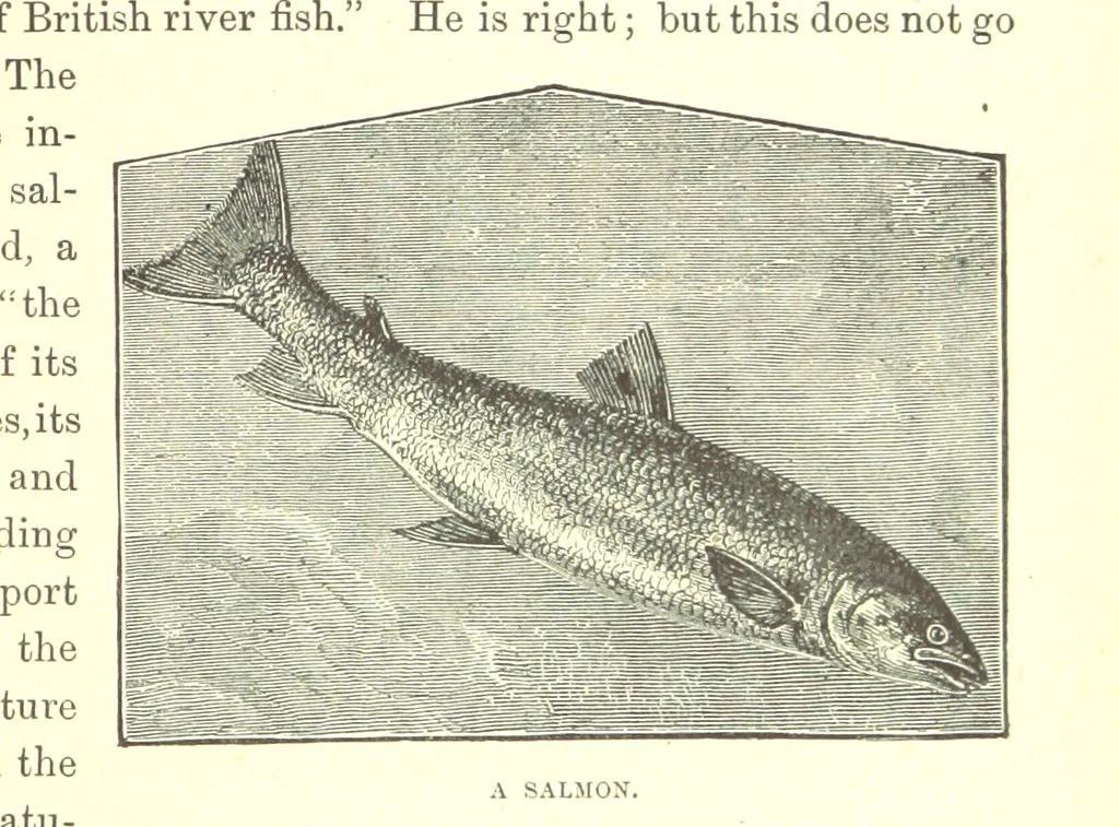 An illustration from Our North Land: being a full account of the Canadian North-West and Hudson's Bay Route, together with a narrative of the experiences of the Hudson's Bay Expedition of 1884 ... Illustrated, etc, 1885, leaf 221