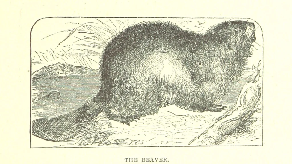 An illustration from Our North Land: being a full account of the Canadian North-West and Hudson's Bay Route, together with a narrative of the experiences of the Hudson's Bay Expedition of 1884 ... Illustrated, etc, 1885, leaf 225