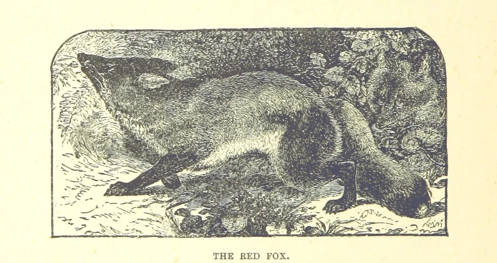 An illustration from Our North Land: being a full account of the Canadian North-West and Hudson's Bay Route, together with a narrative of the experiences of the Hudson's Bay Expedition of 1884 ... Illustrated, etc, 1885, leaf 226