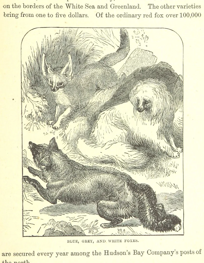 An illustration from Our North Land: being a full account of the Canadian North-West and Hudson's Bay Route, together with a narrative of the experiences of the Hudson's Bay Expedition of 1884 ... Illustrated, etc, 1885, leaf 227