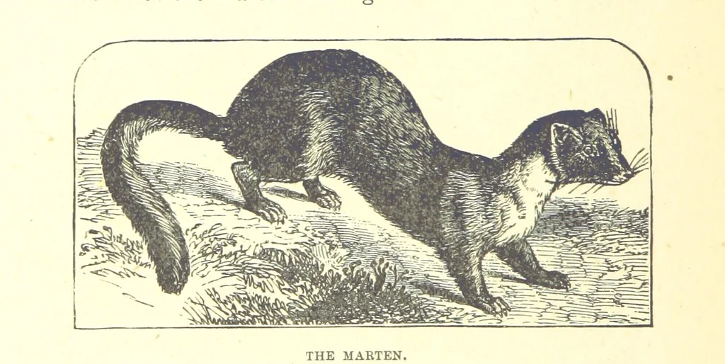 An illustration from Our North Land: being a full account of the Canadian North-West and Hudson's Bay Route, together with a narrative of the experiences of the Hudson's Bay Expedition of 1884 ... Illustrated, etc, 1885, leaf 228