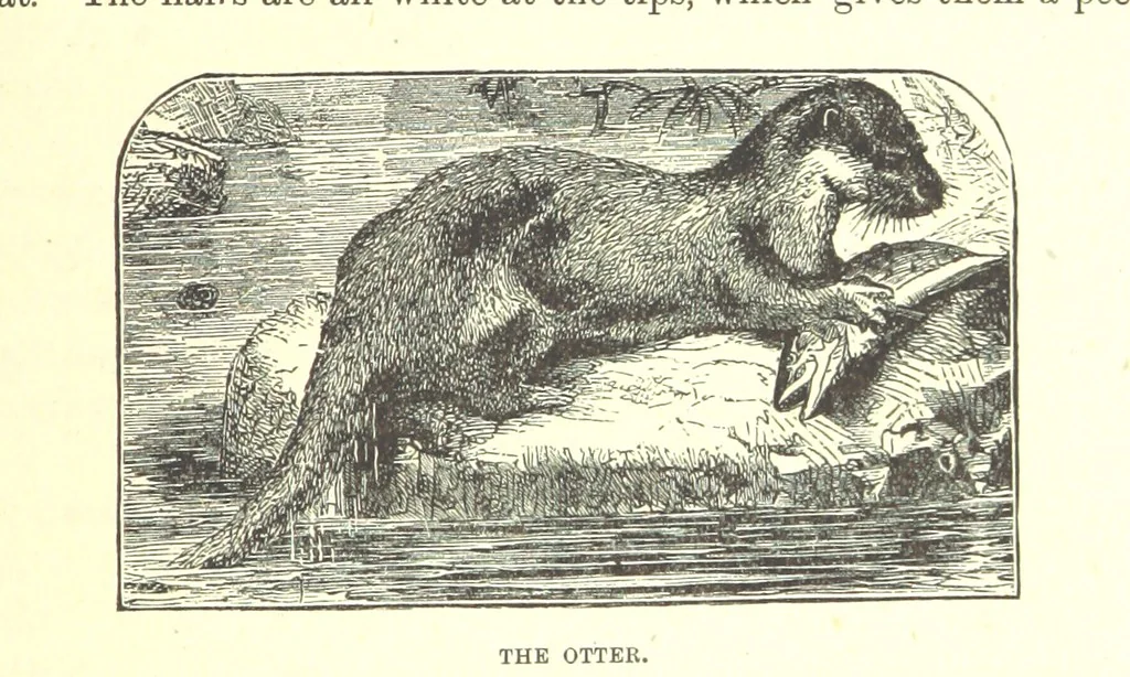 An illustration from Our North Land: being a full account of the Canadian North-West and Hudson's Bay Route, together with a narrative of the experiences of the Hudson's Bay Expedition of 1884 ... Illustrated, etc, 1885, leaf 229