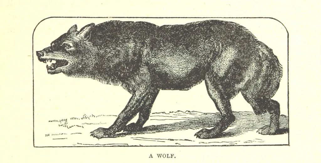 An illustration from Our North Land: being a full account of the Canadian North-West and Hudson's Bay Route, together with a narrative of the experiences of the Hudson's Bay Expedition of 1884 ... Illustrated, etc, 1885, leaf 233