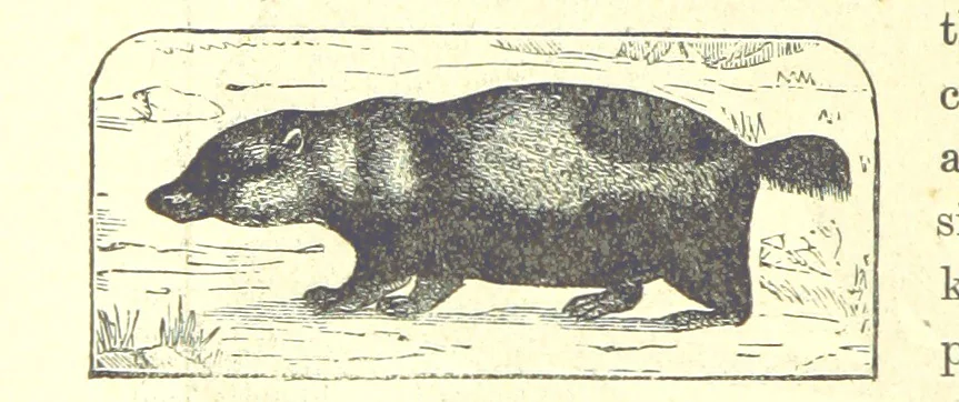 An illustration from Our North Land: being a full account of the Canadian North-West and Hudson's Bay Route, together with a narrative of the experiences of the Hudson's Bay Expedition of 1884 ... Illustrated, etc, 1885, leaf 234