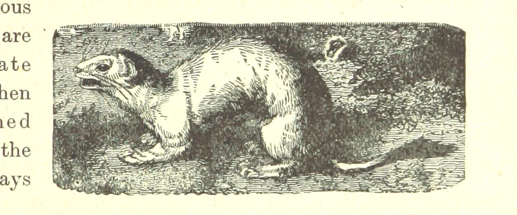 An illustration from Our North Land: being a full account of the Canadian North-West and Hudson's Bay Route, together with a narrative of the experiences of the Hudson's Bay Expedition of 1884 ... Illustrated, etc, 1885, leaf 235