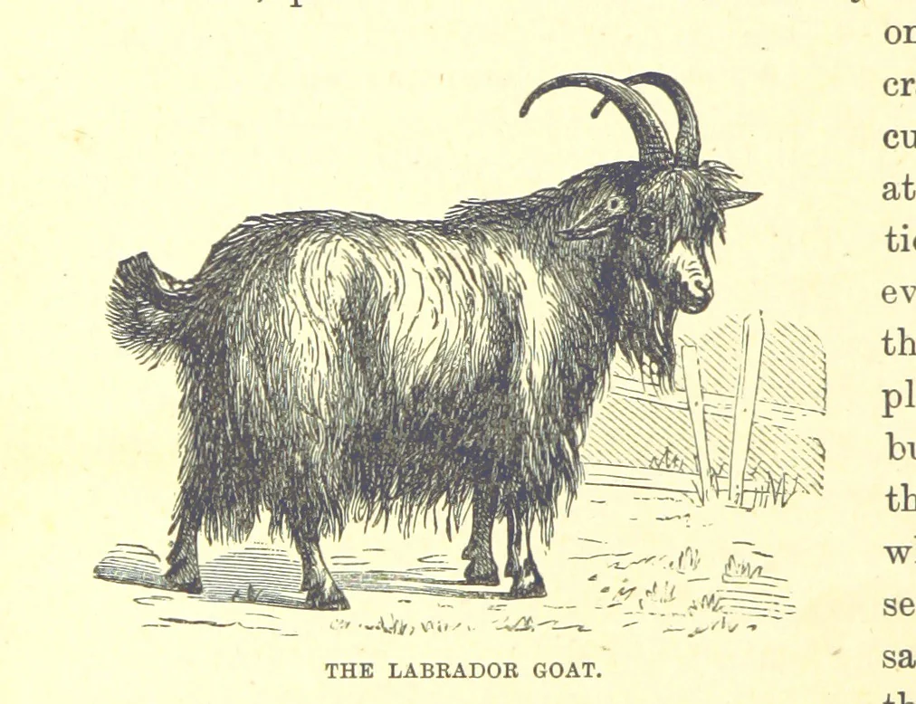 An illustration from Our North Land: being a full account of the Canadian North-West and Hudson's Bay Route, together with a narrative of the experiences of the Hudson's Bay Expedition of 1884 ... Illustrated, etc, 1885, leaf 46