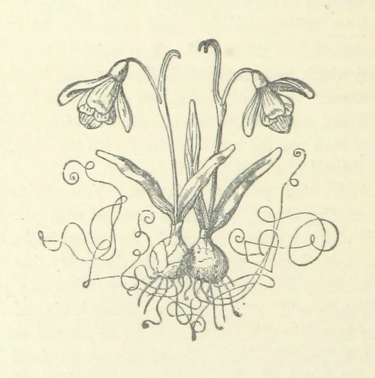 An illustration from The Rogues of Society, and The Doctor of Duddlestone, 1899, leaf 196