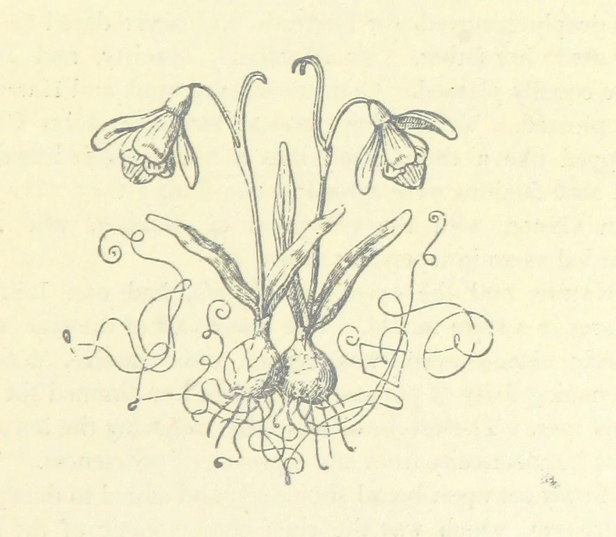 An illustration from The Rogues of Society, and The Doctor of Duddlestone, 1899, leaf 43