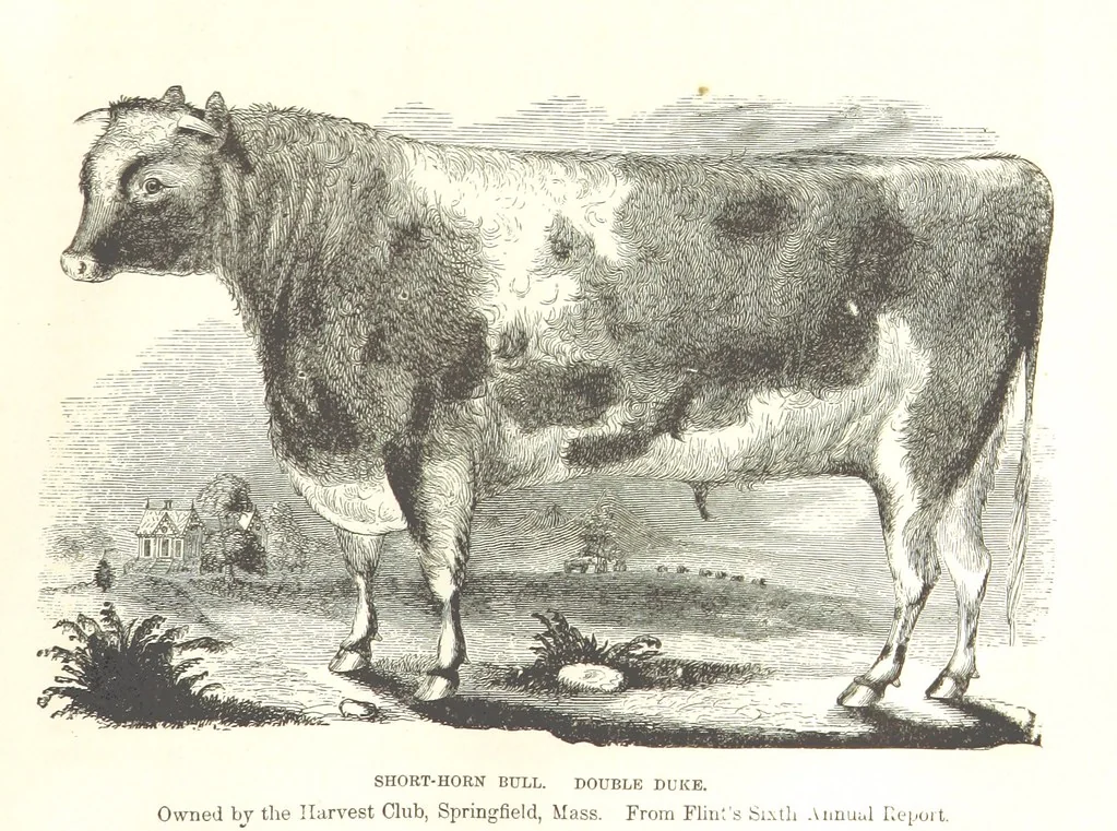 An illustration from Eighty Years' Progress of the United States: a family record of American industry, energy and enterprise ... By eminent literary men [C. L. Flint and others] ... Embellished with ... engravings, etc, 1868, leaf 61