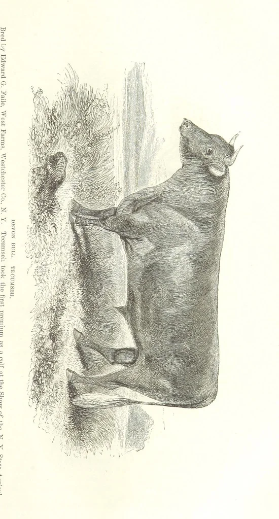 An illustration from Eighty Years' Progress of the United States: a family record of American industry, energy and enterprise ... By eminent literary men [C. L. Flint and others] ... Embellished with ... engravings, etc, 1868, leaf 63